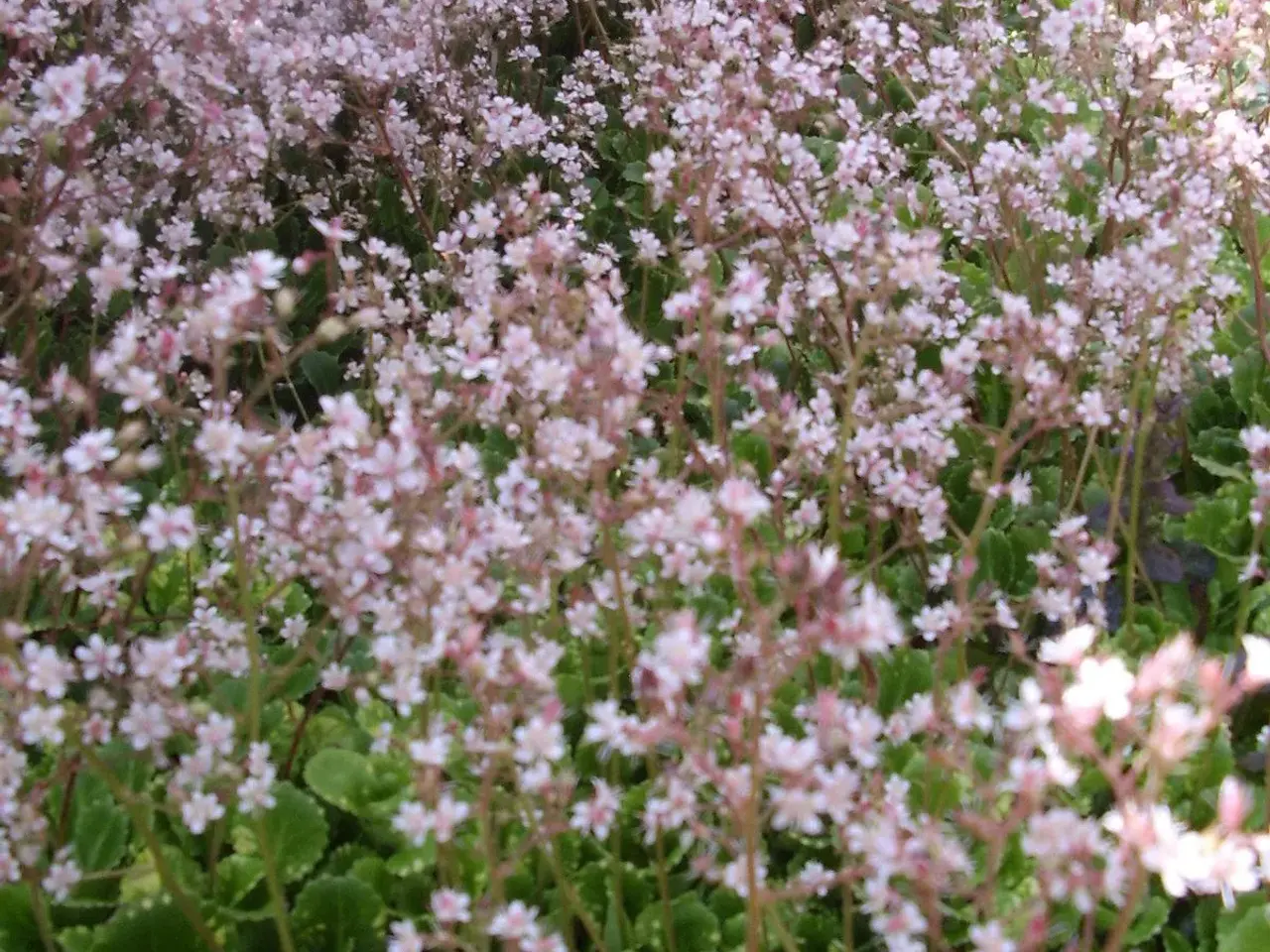 Billede 3 - saxifraga urbiumi