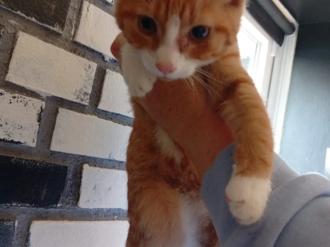 Billede 1 - Bkh mix katte
