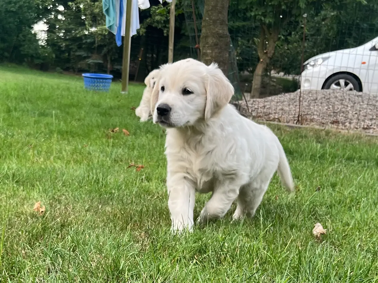 Billede 10 - 4 Golden retriever hvalpe sælges