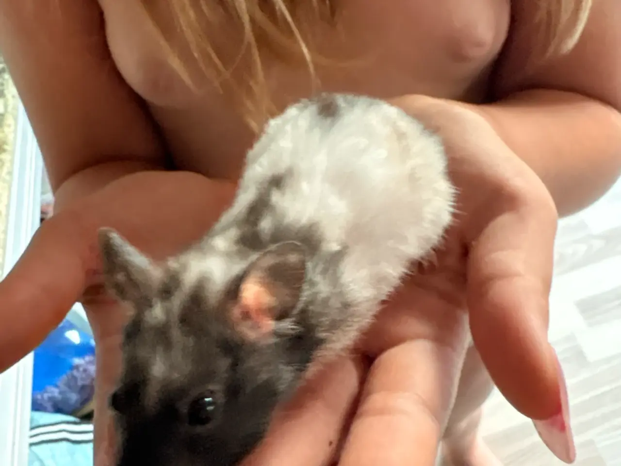 Billede 4 - Guld hamster