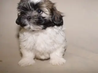 Lhasa Apso hvalpe