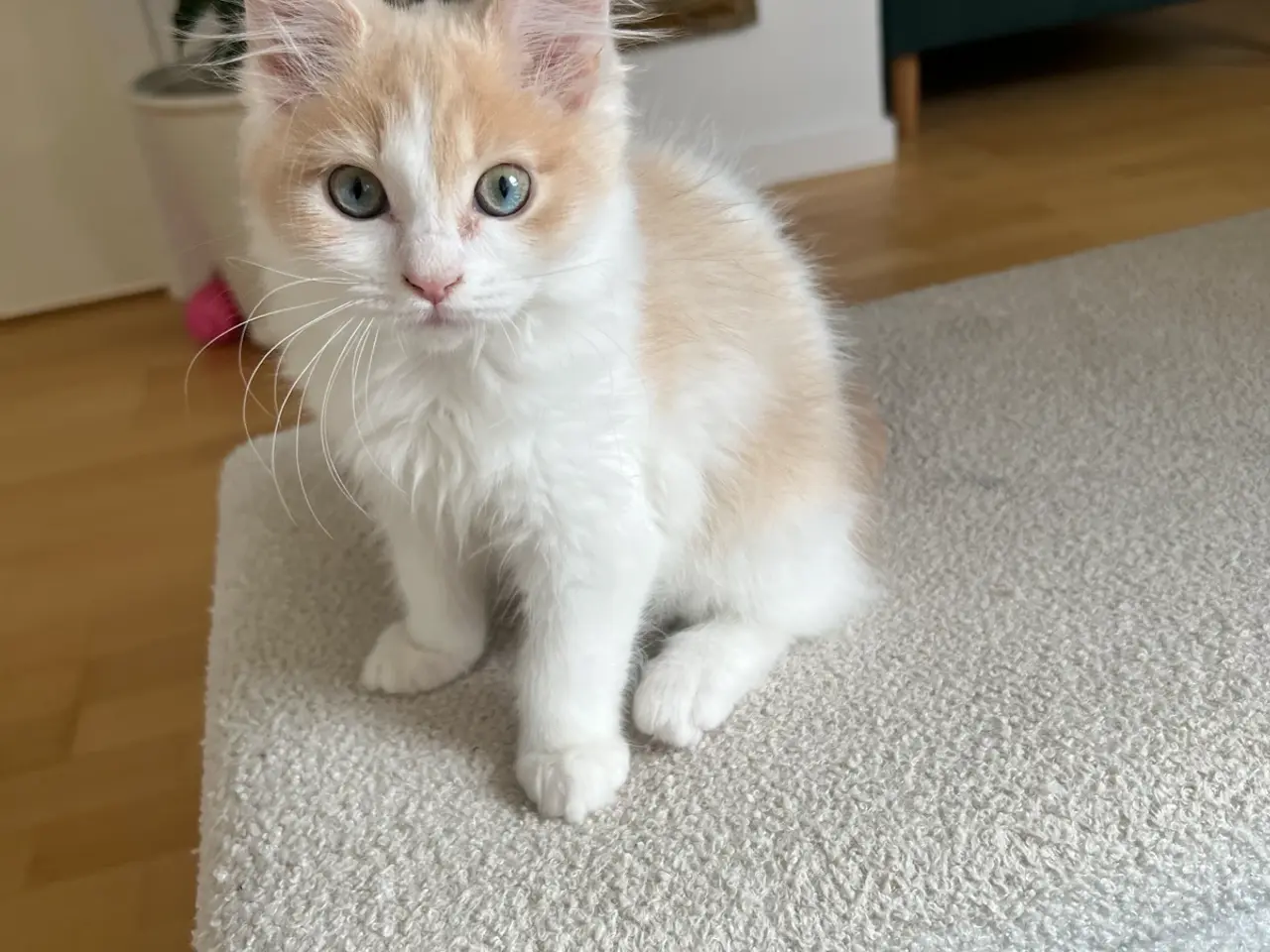 Billede 1 - Ragdoll/maine coon