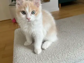 Ragdoll/maine coon