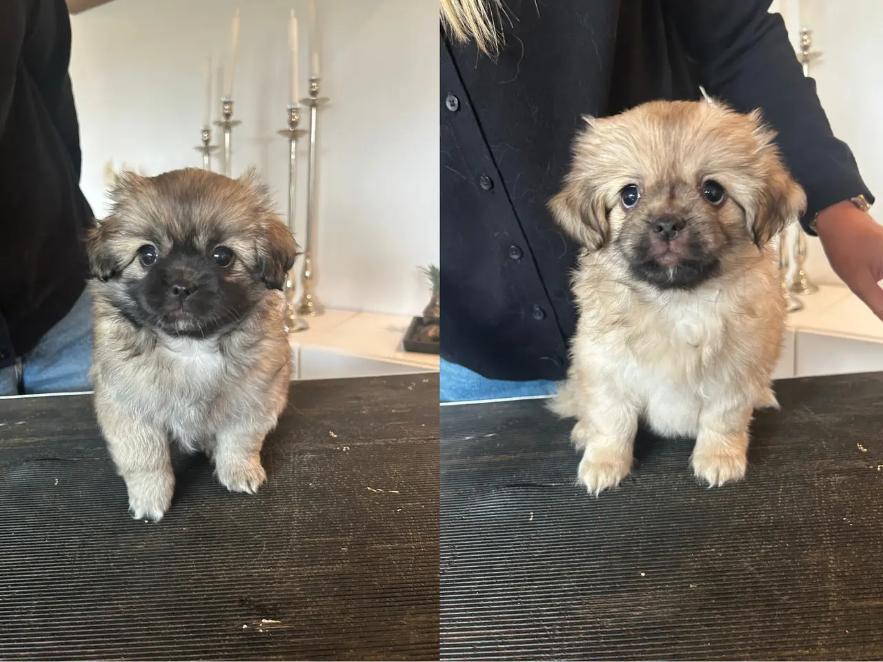 Billede 1 - Tibetansk spaniel hvalpe
