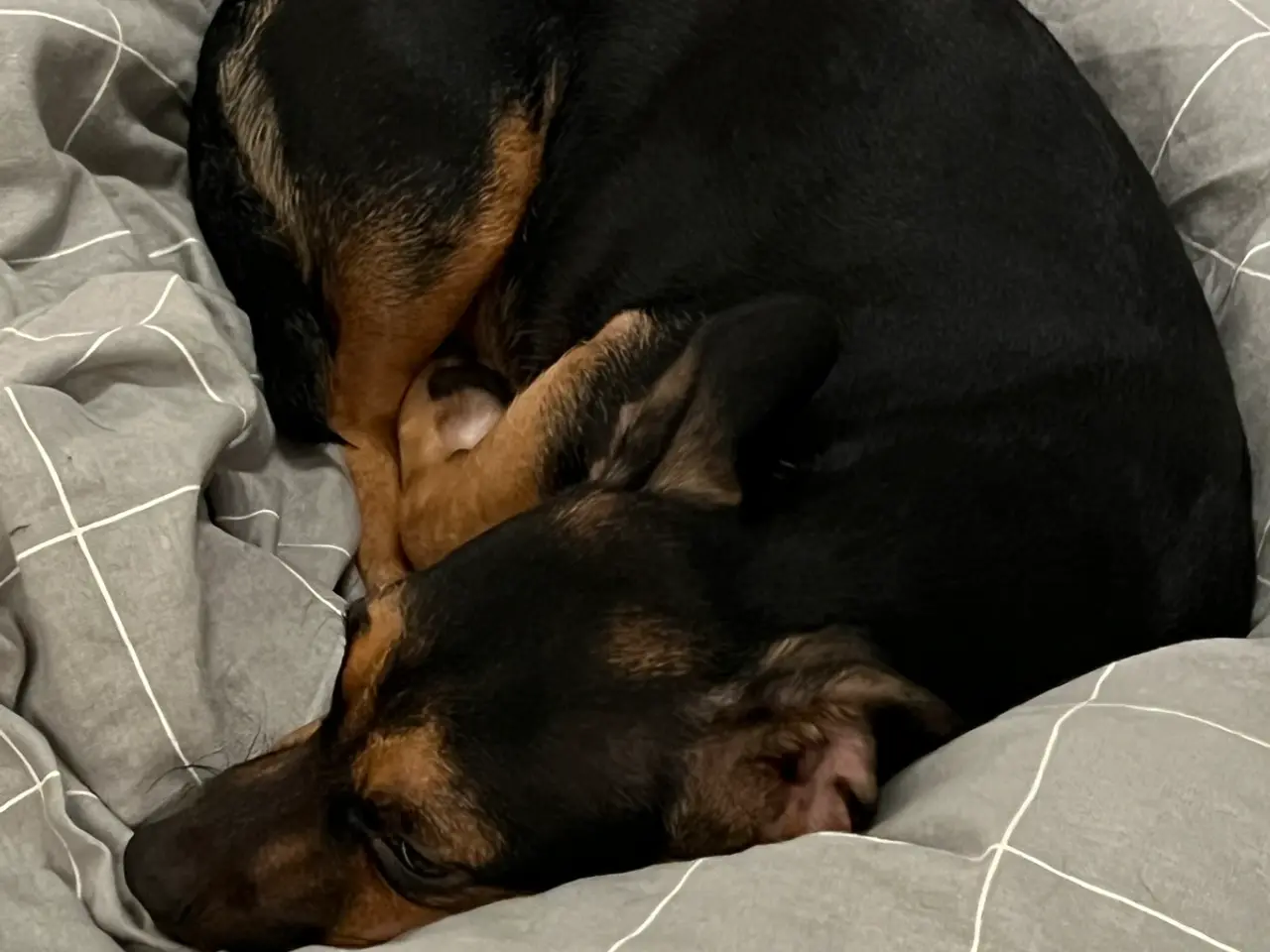 Billede 10 - 🐶 Labrador/Samojede blandingshvalpe – klar 6. okt