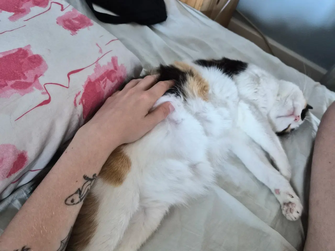 Billede 11 - Cats looking for new loving forever home