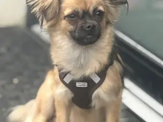 Sød Chihuahua blanding
