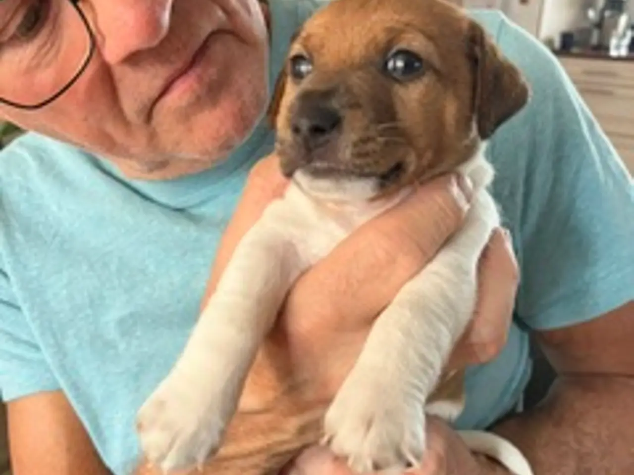 Billede 4 - Elmer, Jack Russel, 4½ uge gammel, født 25.9