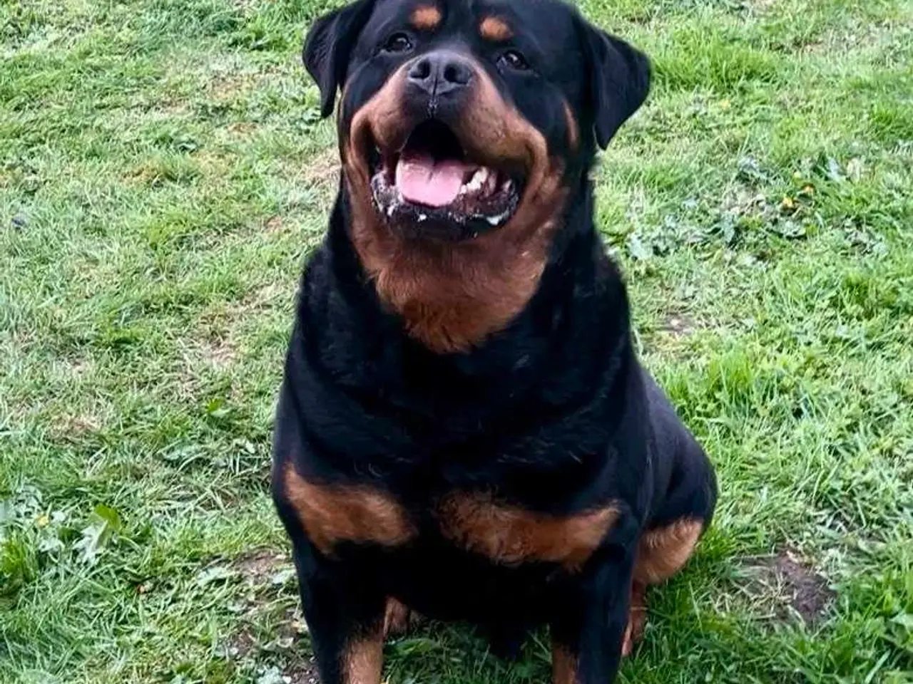 Billede 12 - Rottweiler han til avl