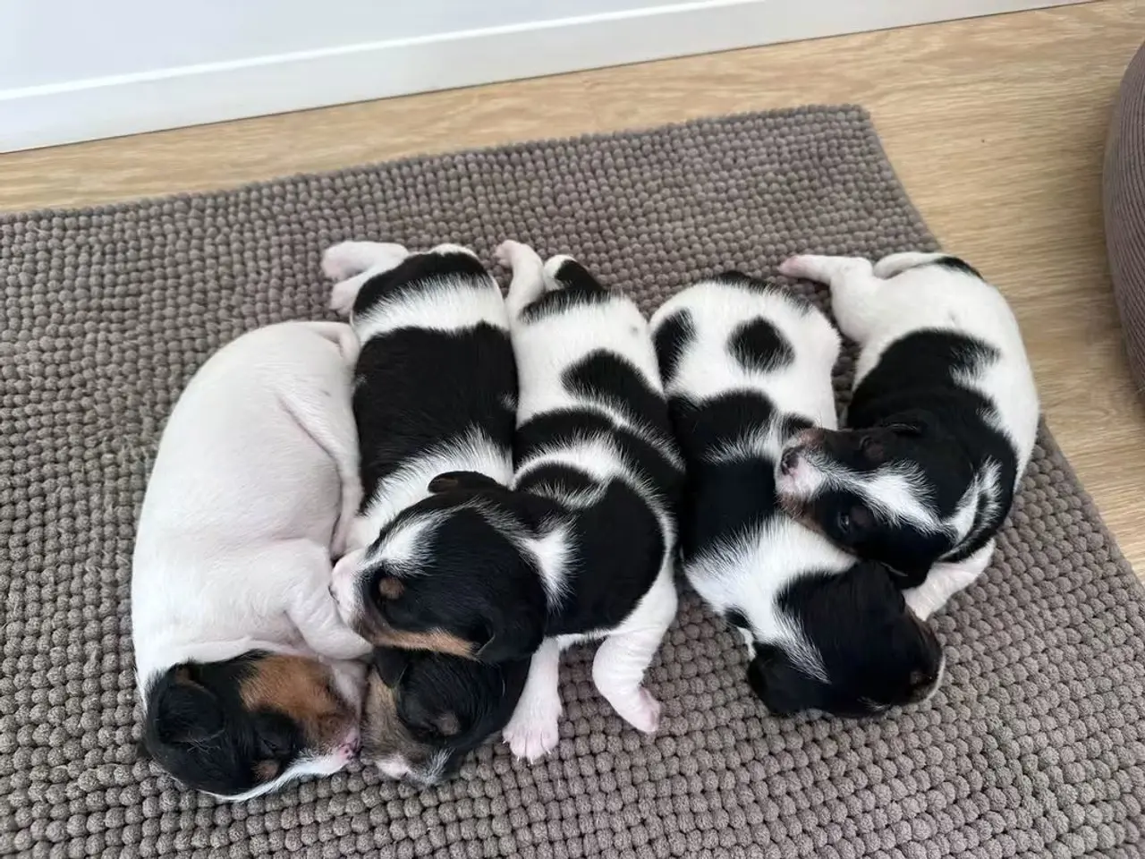 Billede 2 - Jack Russell Hvalpe sælges