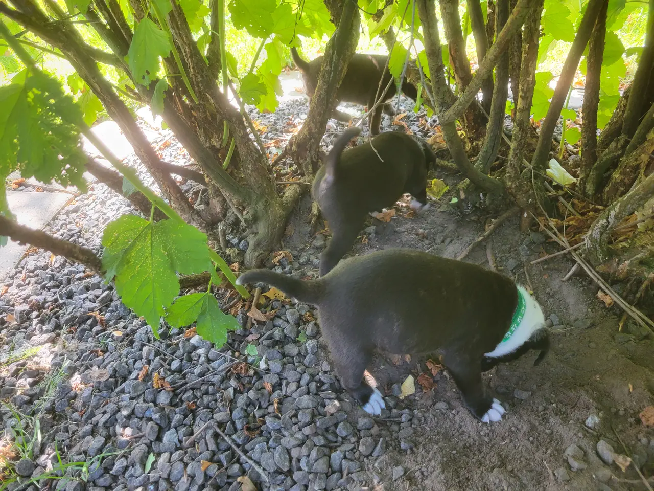 Billede 10 - Staffordshire Bull Terrier hvalpe