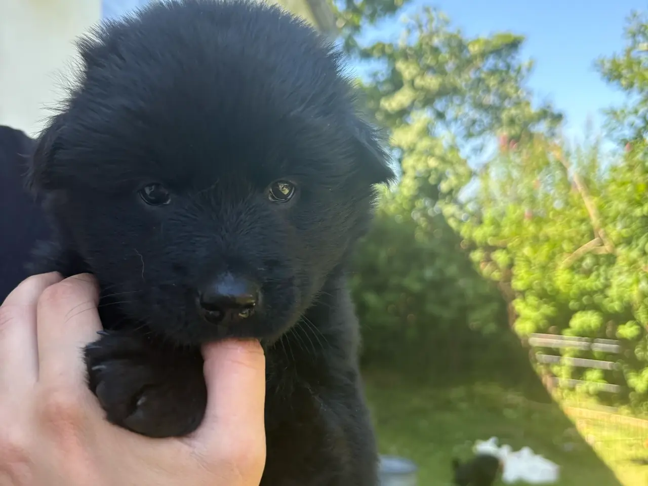 Billede 11 - Blandings hvalpe eurasier/golden