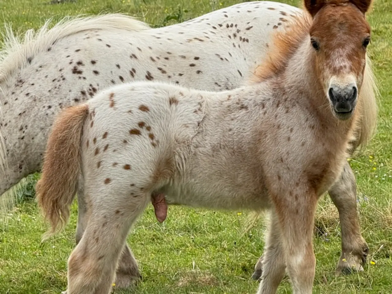 Billede 5 - 1 års Knabstrupper hingst