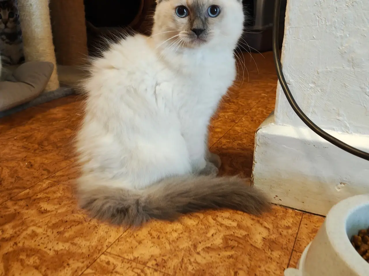 Billede 19 - Ragdoll- 1 Rød'masket han og 1 Blå'masket hun