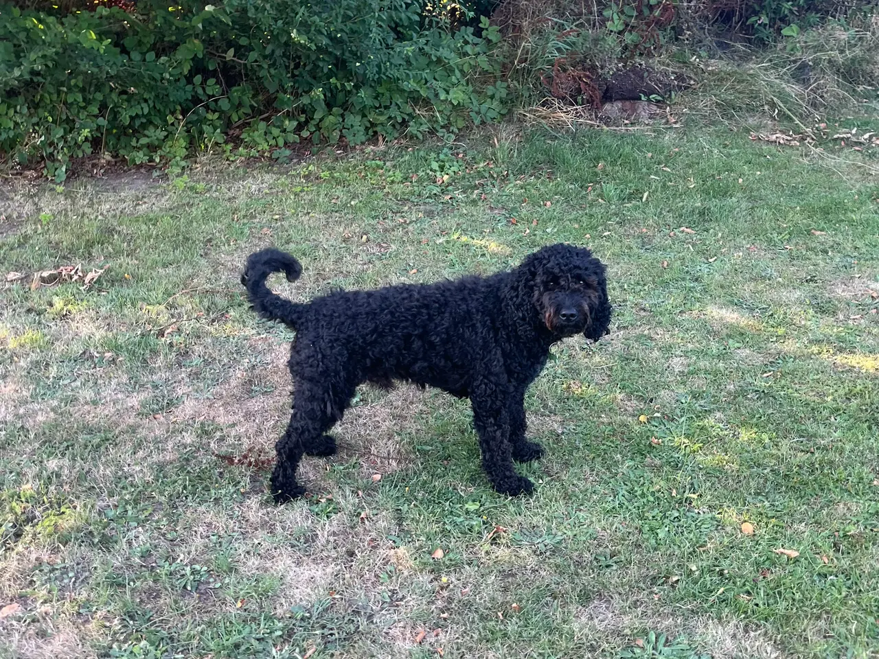 Billede 10 - Labradoodle hvalpe (hanner)