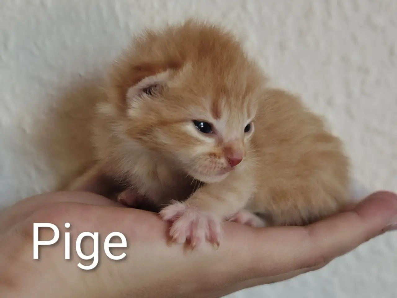 Billede 4 - 🌸 Maine Coon Blandings Hun killing 🌸