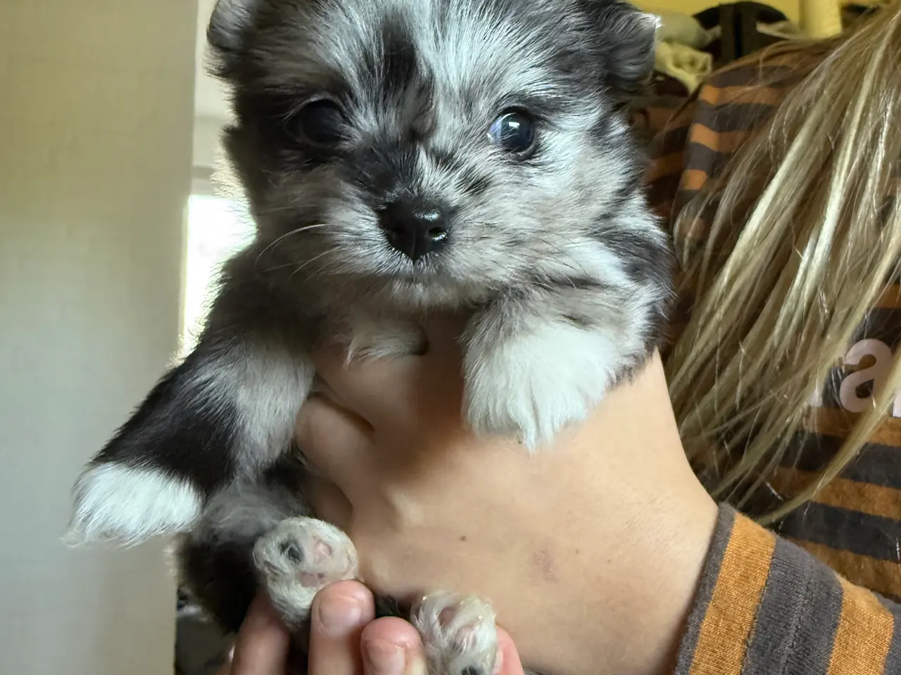 Billede 1 - Pomchi lille fyr