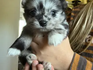 Pomchi lille fyr