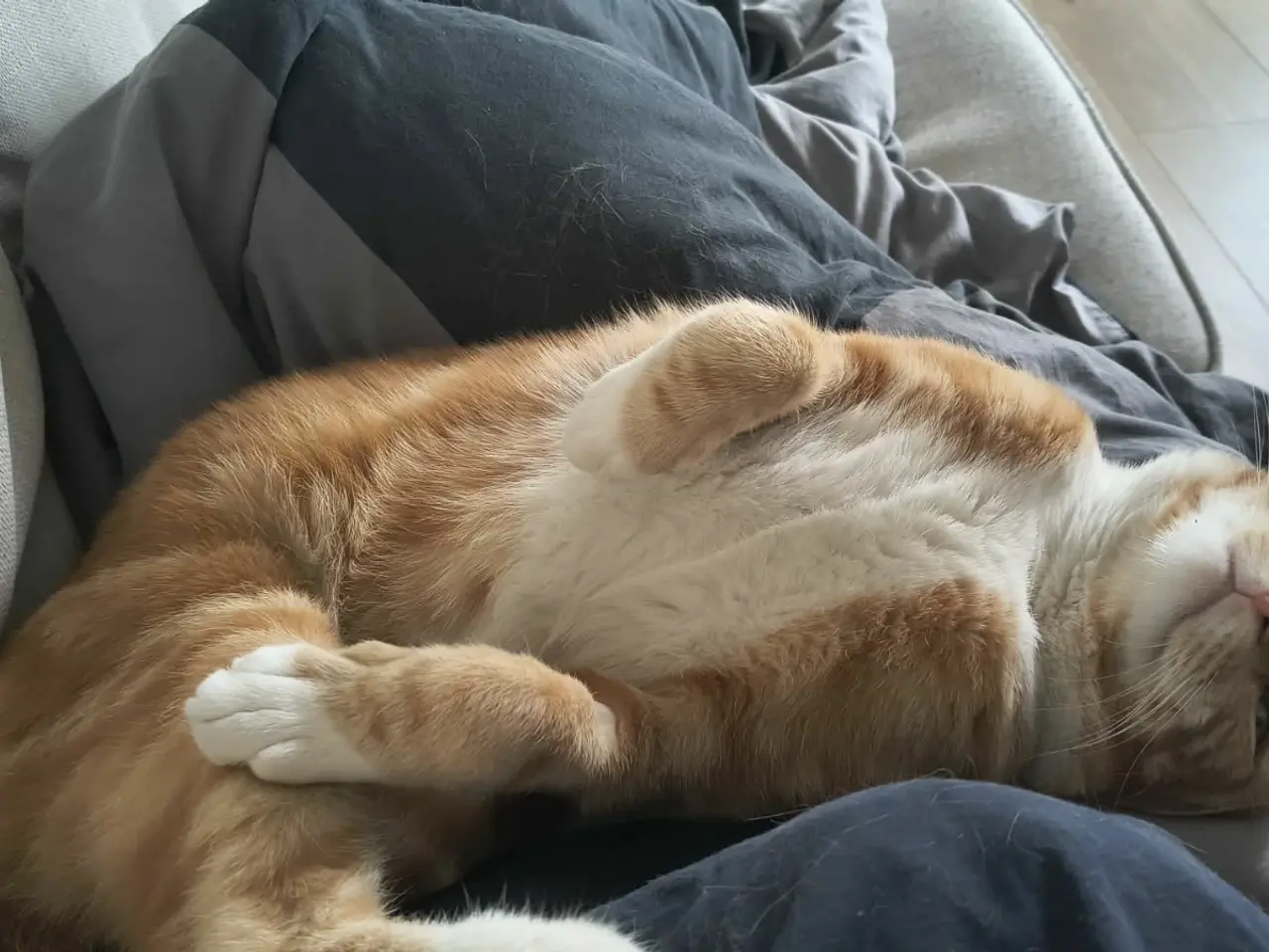 Billede 5 - 🐱 Leo søger nyt hjem 🐱