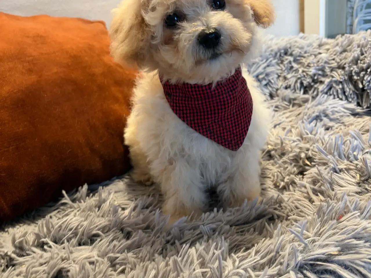 Billede 13 - smukkeste små mini Maltipoo babyer