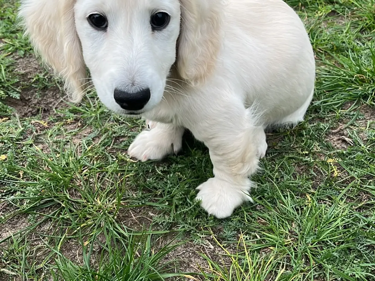 Billede 1 - Blonde gravhunde langhåret