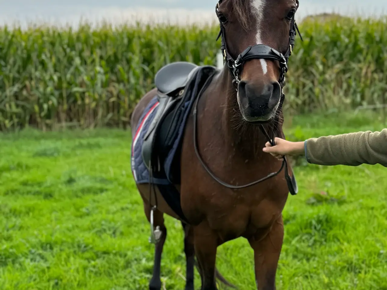 Billede 4 - 6-årig araberhoppe