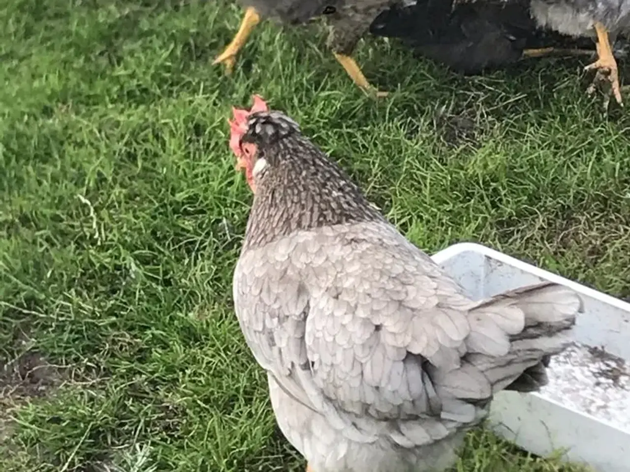 Billede 6 - Rugeæg. Grønne og brune.