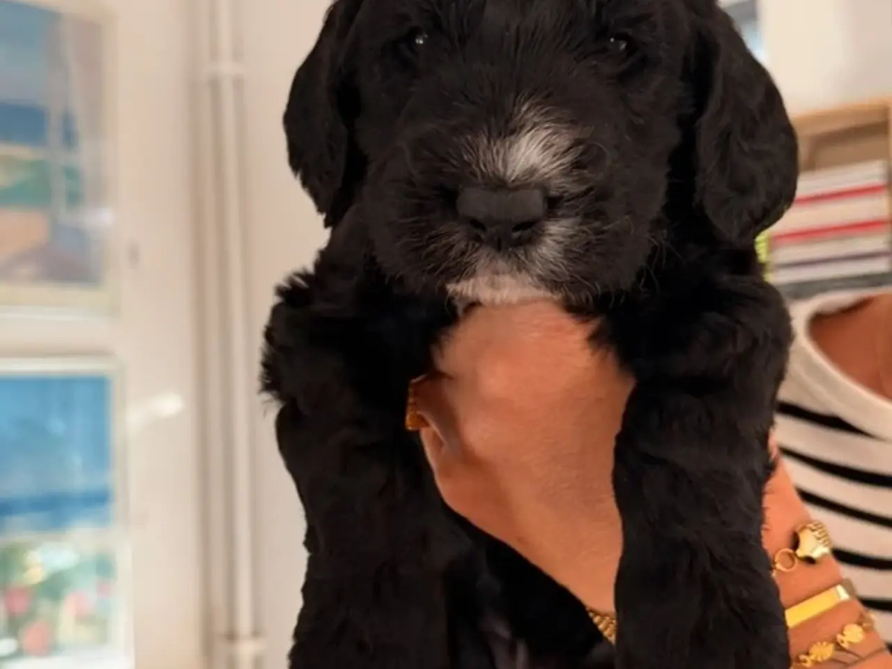 Billede 1 - Cockapoo hvalp