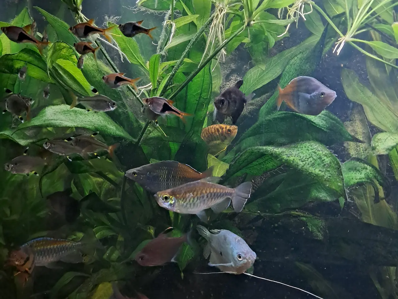 Billede 4 - Sort Juvel Aqua Lido akvarium 200 liters til salg.