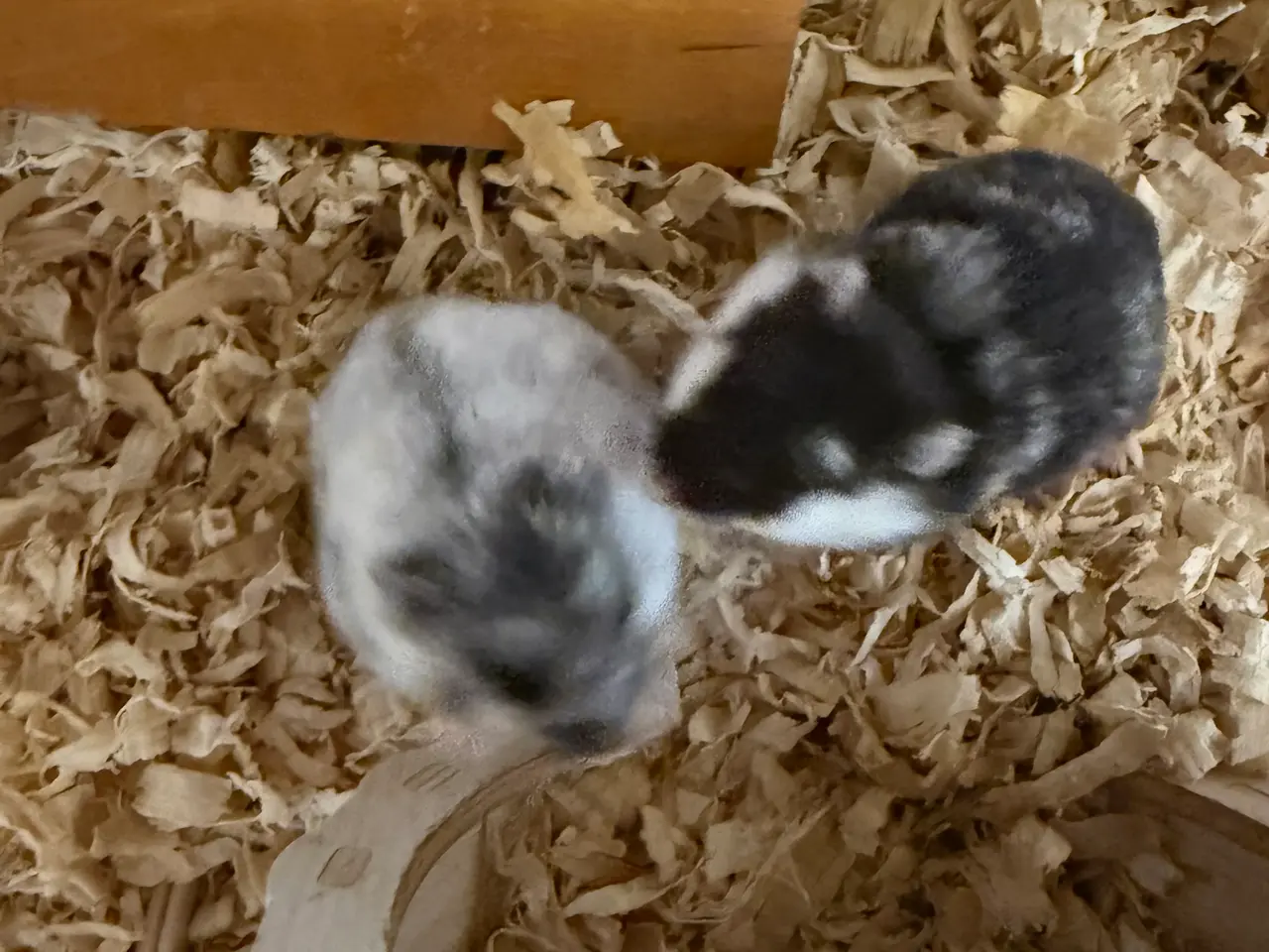 Billede 2 - 3 søde dværghamsterunger – kan reserveres 🐹