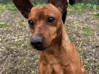 Smuk Dværg Pinscher han