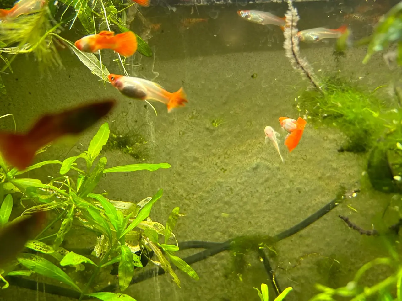 Billede 13 - 🐠❤️ Rednose Koi Guppy Par | Hvid Krop & Rød Hale