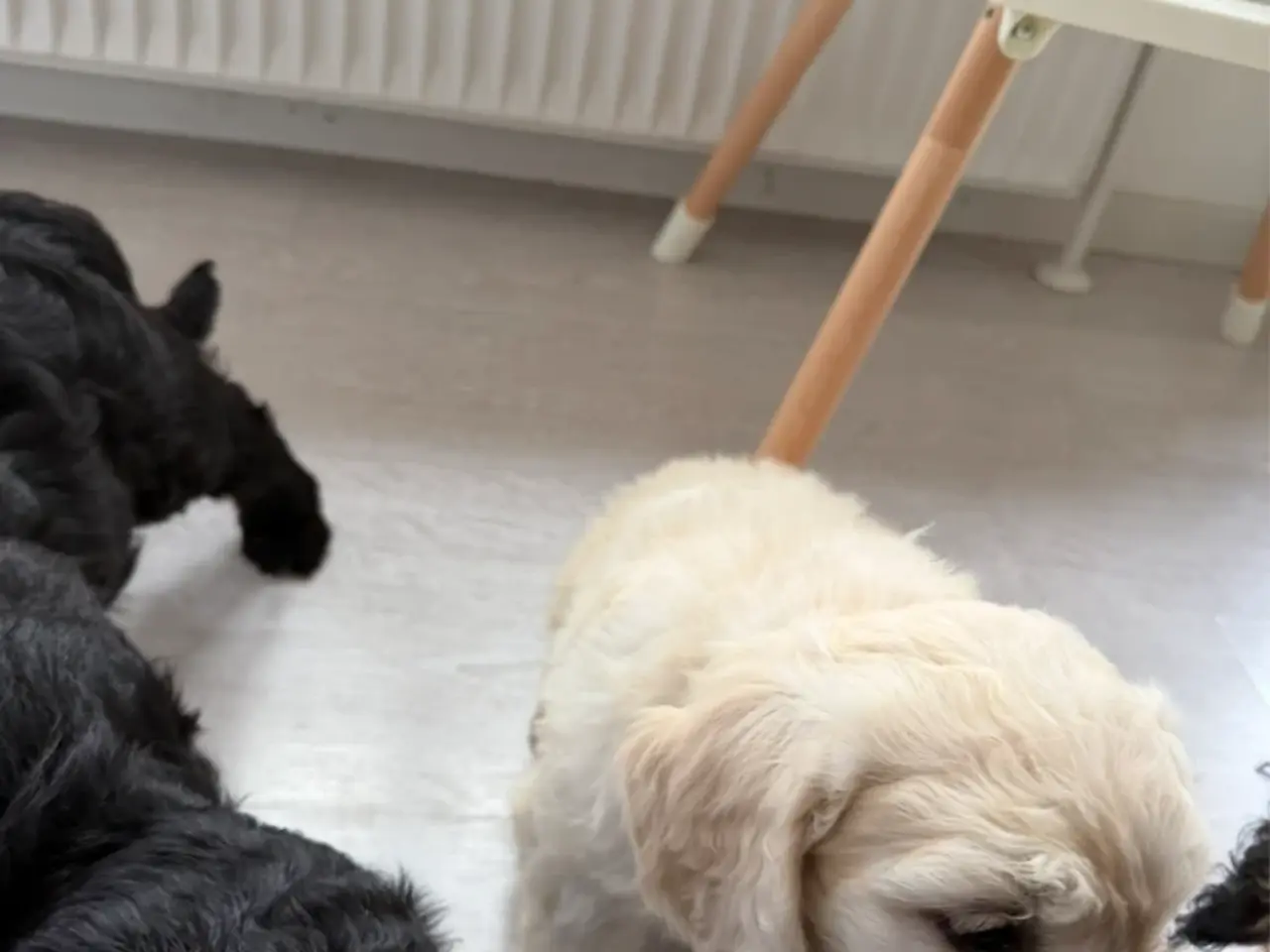 Billede 10 - Efterårstilbud på smukke FB1 Golden doodles