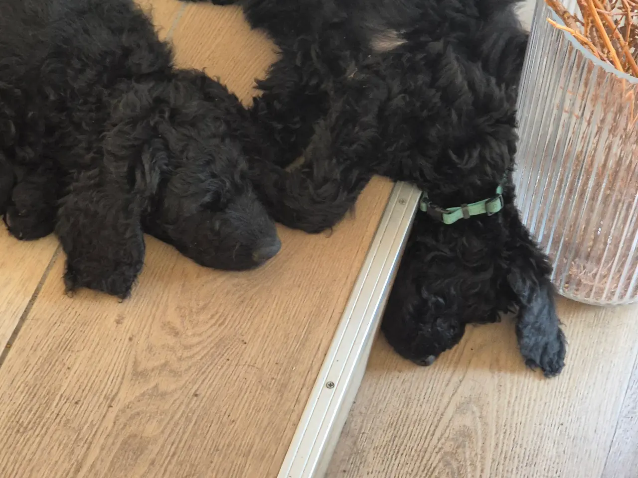 Billede 14 - F1B Labradoodle 
