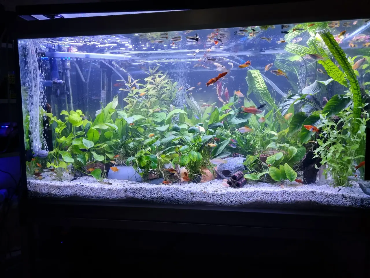 Billede 4 - Akvarie 278L med indhold