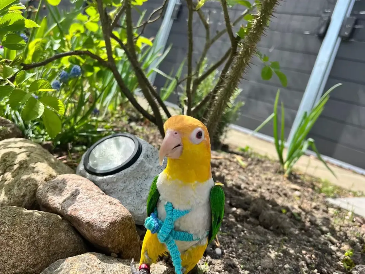 Billede 3 - Han caique søger nyt hjem 
