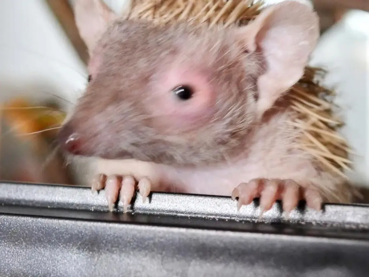 Billede 1 - Tenrec 
