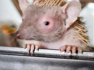 Tenrec