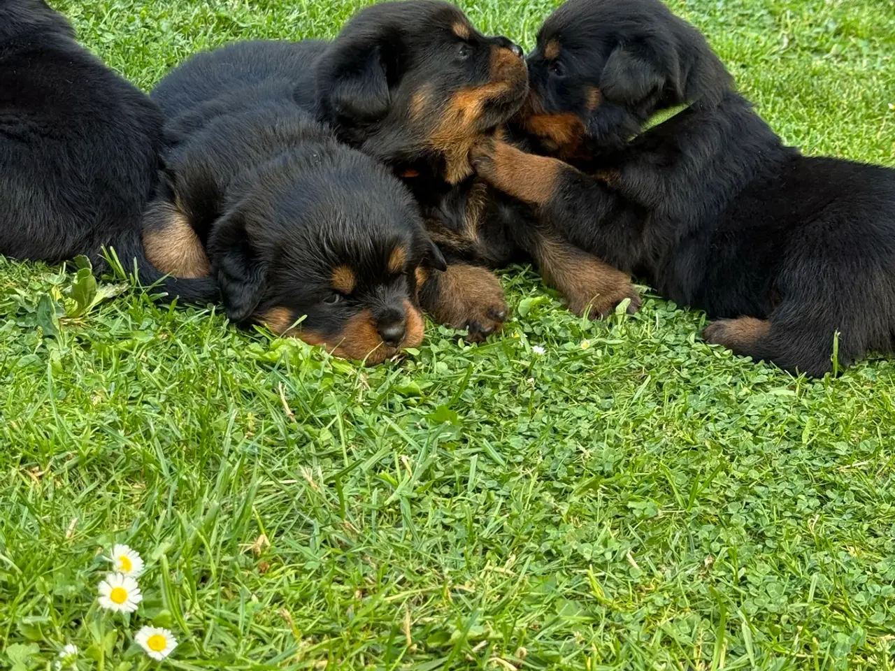 Billede 3 - 7 store rottweiler hvalpe 