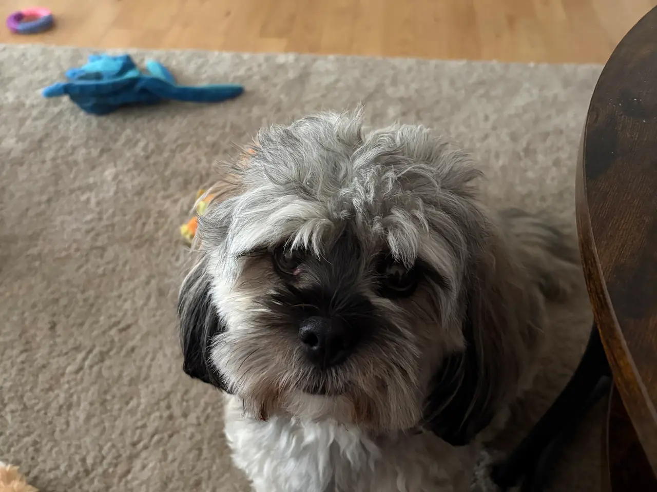 Billede 2 - Hund søger nyt hjem