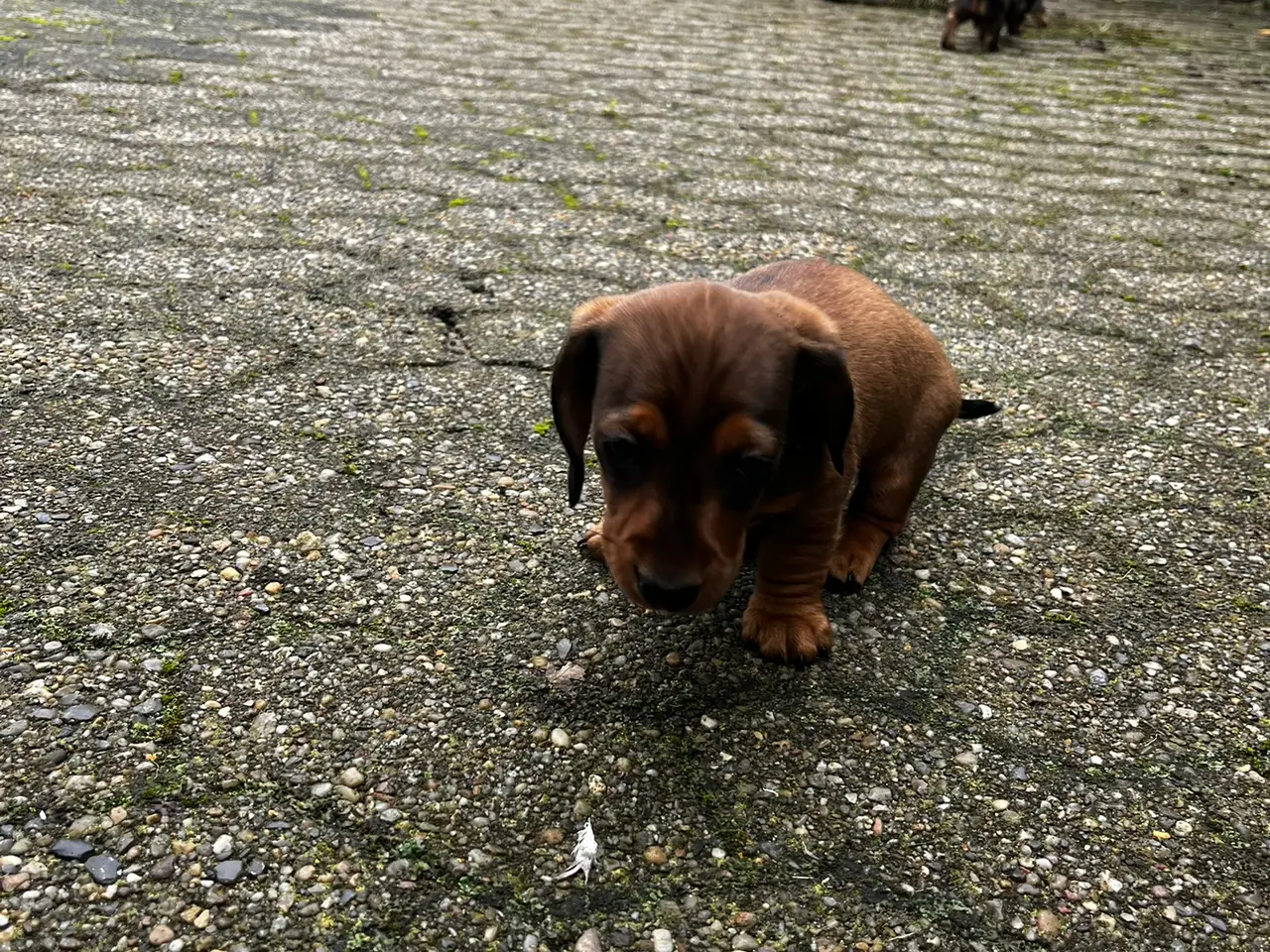 Billede 2 - Dværg gravhunde