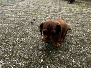 Dværg gravhunde - 2
