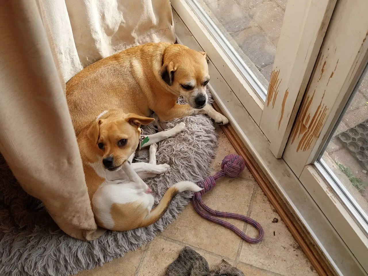 Billede 2 - Nellie - mops/dansk svensk gårdhund søger nyt hjem