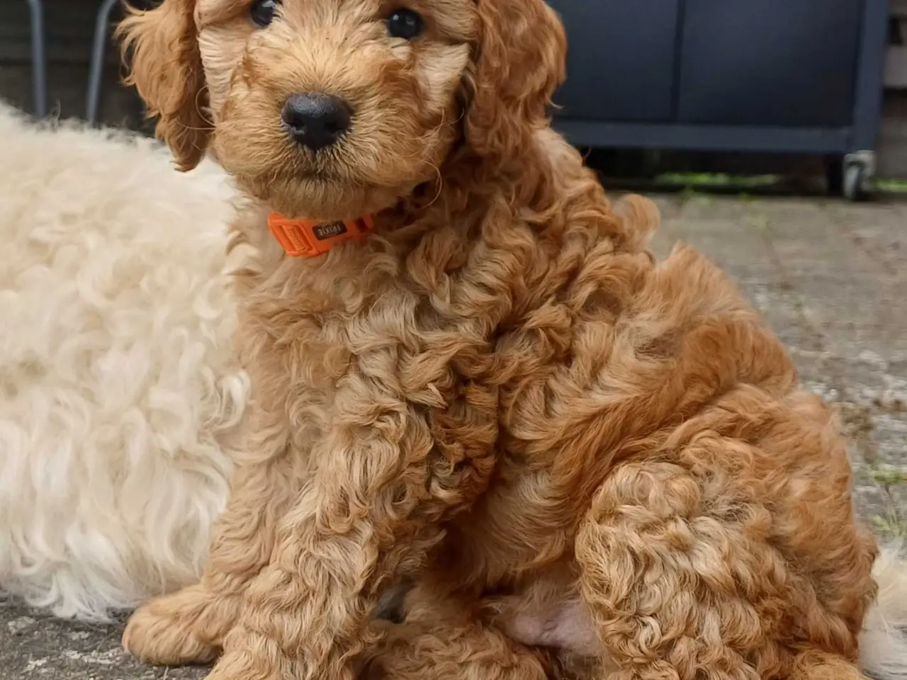 Billede 5 - Doodle / cockapoo hvalpe