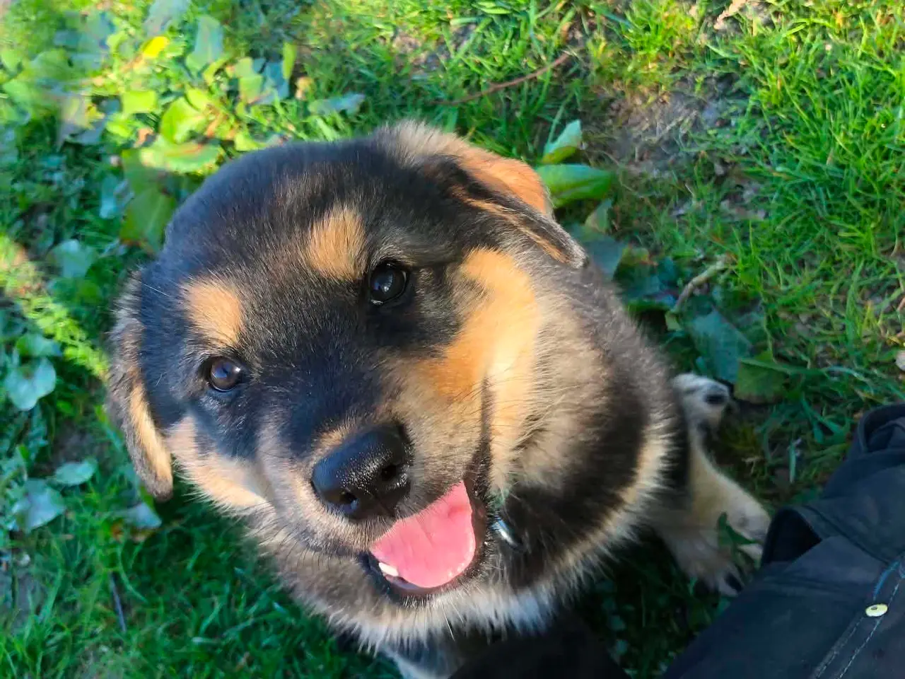 Billede 5 - ROTTWEILER/ALASKAN MALAMUT piger søger nye familie