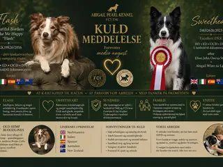 Hvalpe stamtavle FC-I Border Collie ADHD, Agility