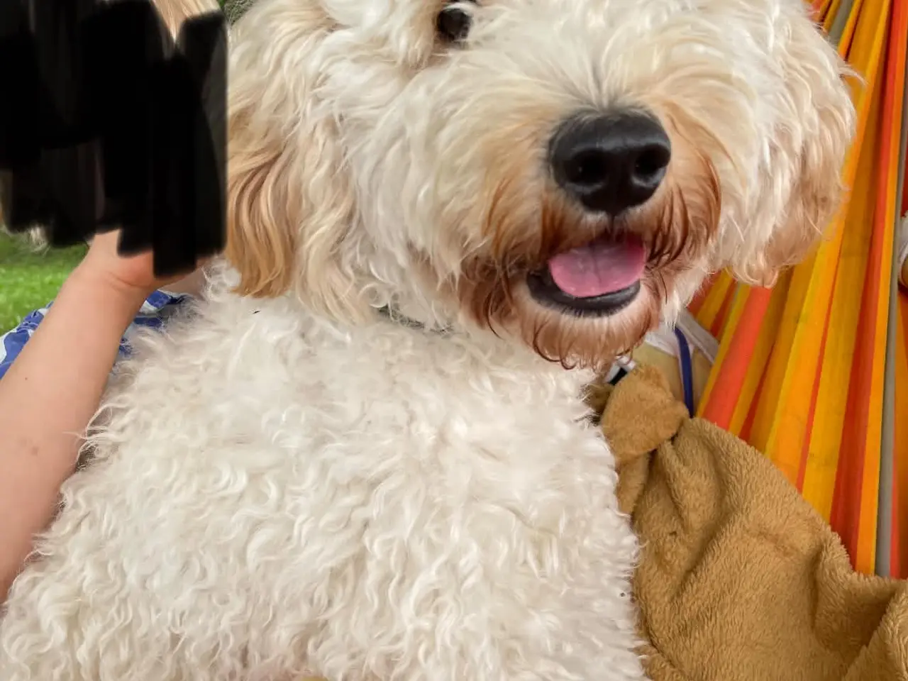 Billede 4 - Goldendoodle søger nyt hjem