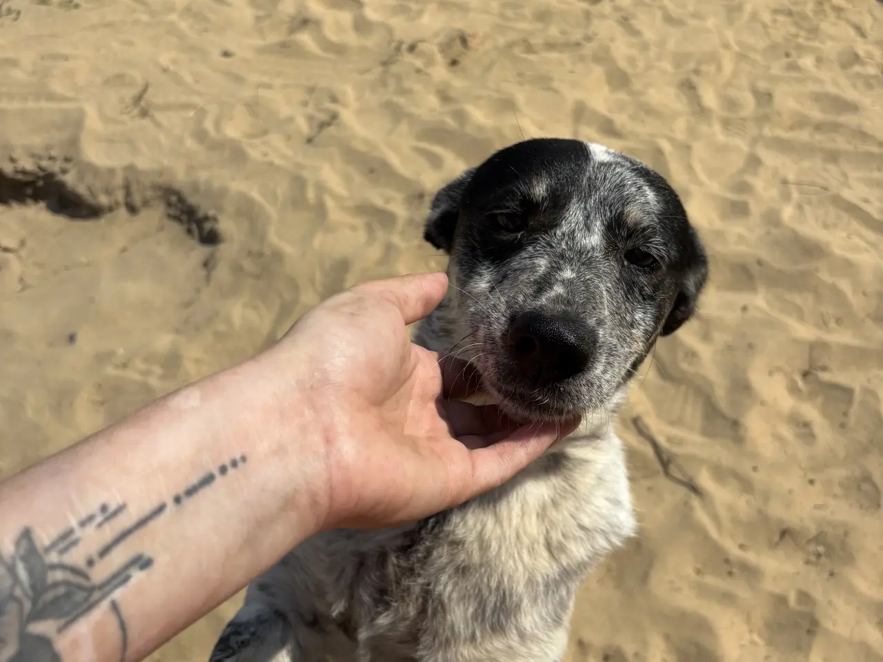 Billede 9 - Bella til adoption! 🩷
