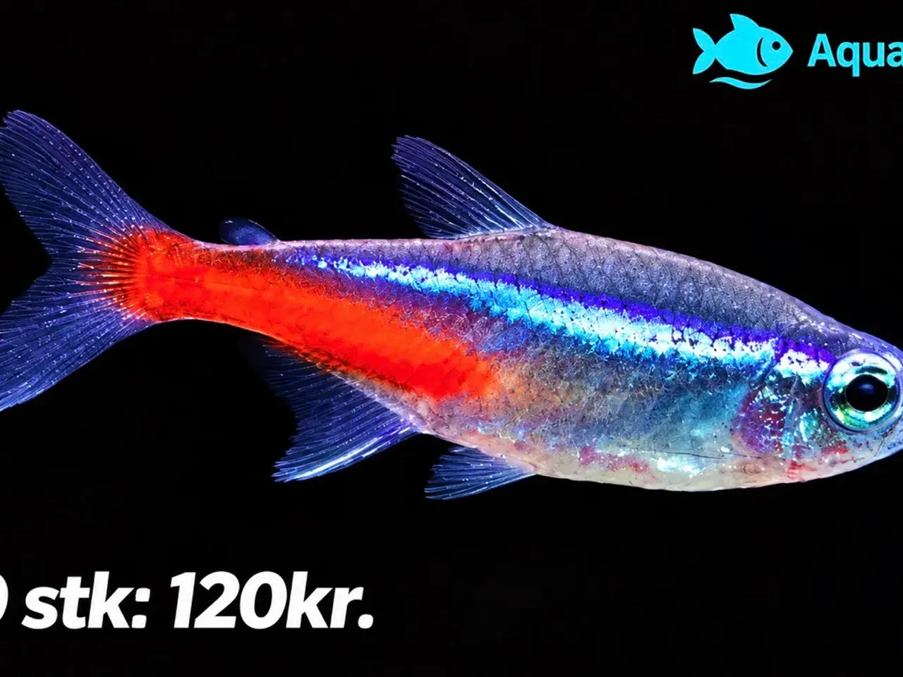 Billede 1 - Neon tetra fisk