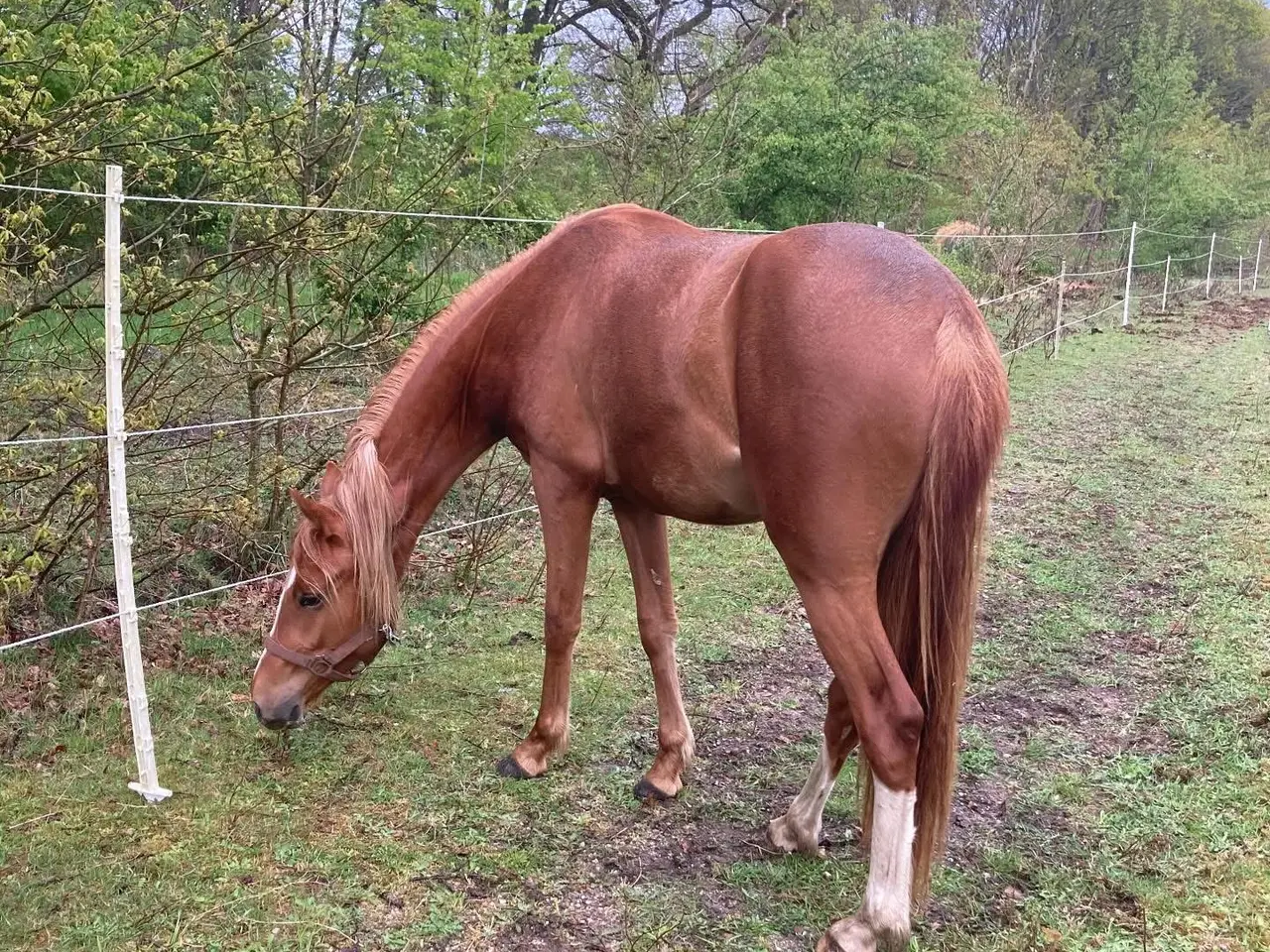 Billede 3 - Dansk sports pony